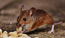 24 Hour & Emergency Exterminators in Federal Heights, CO